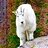 rockythegoat