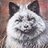 Silver_Fox Silver_Fox